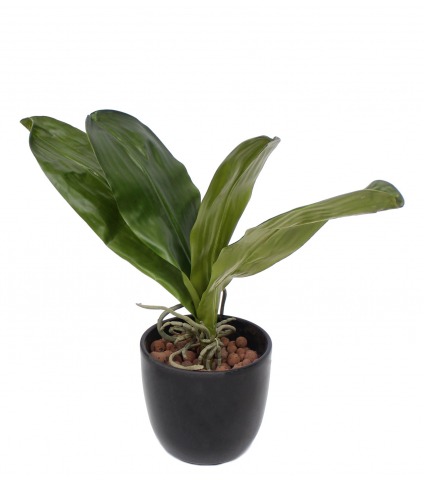 Phalaenopsis artificielle en feuilles