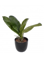 Phalaenopsis artificielle en feuilles