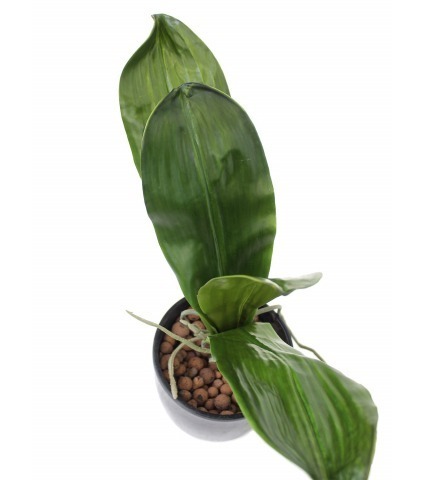 Phalaenopsis artificielle en feuilles