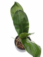 Phalaenopsis artificielle en feuilles