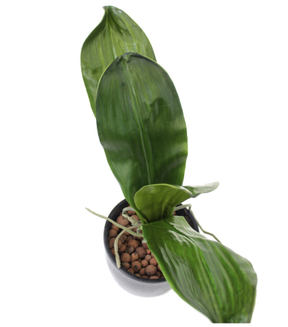 Phalaenopsis artificielle en feuilles
