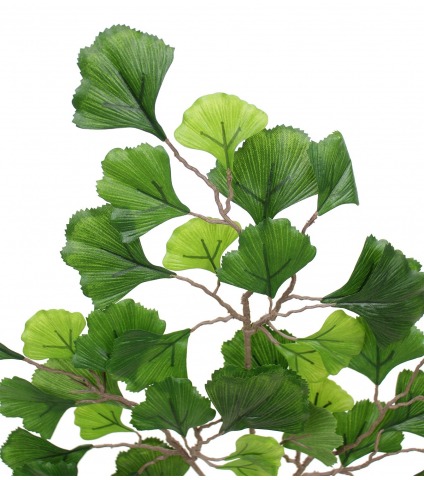 Branche de Ginkgo biloba