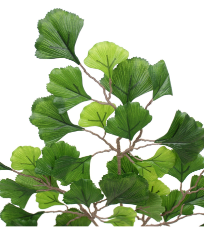 Branche de Ginkgo biloba
