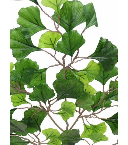 Branche de Ginkgo biloba