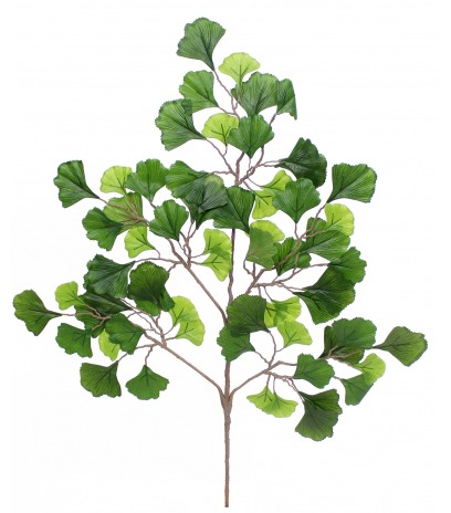 Branche de Ginkgo biloba