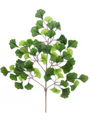 Branche de Ginkgo biloba