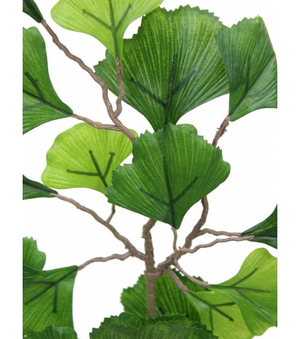 Branche de Ginkgo biloba