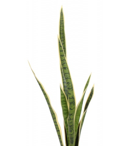 Sansevière artificielle verte et jaune