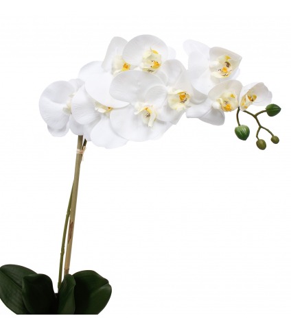 Phalaenopsis artificielle stuartiana