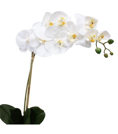 Phalaenopsis artificielle stuartiana