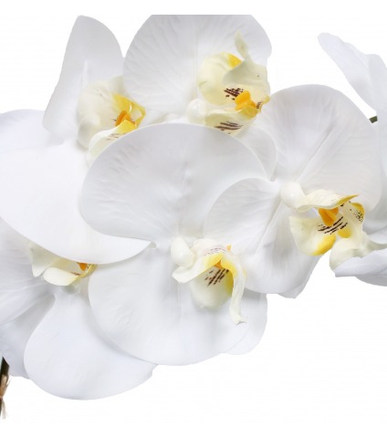 Phalaenopsis artificielle stuartiana