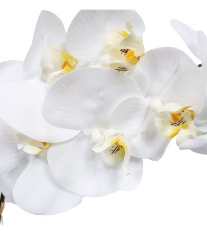 Phalaenopsis artificielle stuartiana