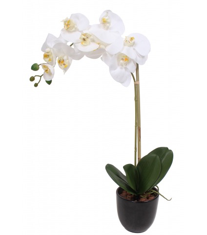 Phalaenopsis artificielle stuartiana