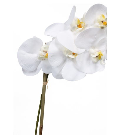 Phalaenopsis artificielle stuartiana