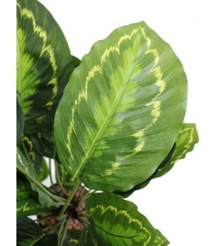 Calathea artificiel zébré