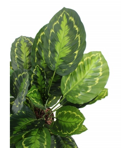 Calathea artificiel zébré