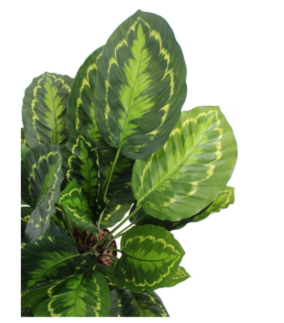 Calathea artificiel zébré