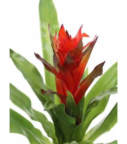 Guzmania artificiel