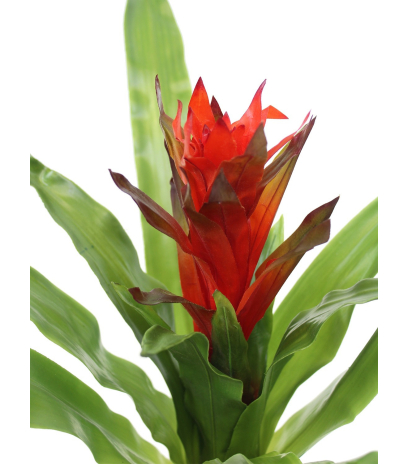 Guzmania artificiel