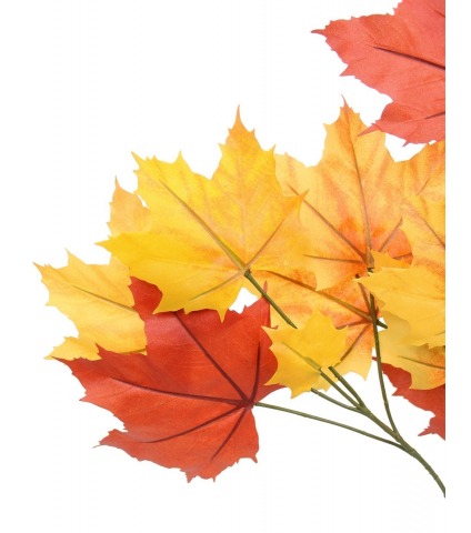 Feuille de platane automne