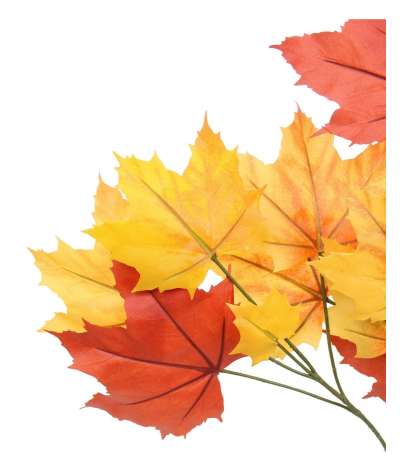 Feuille de platane automne