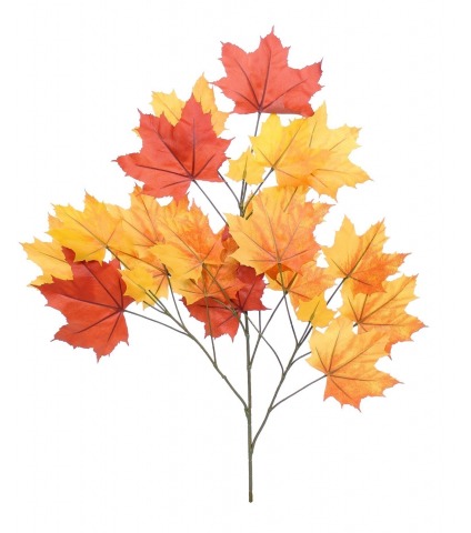 Feuille de platane automne