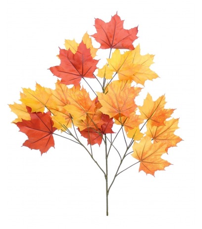 Feuille de platane automne