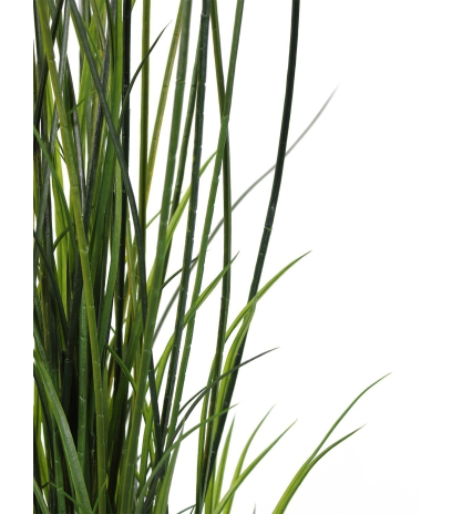 Fausse herbe de rivière
