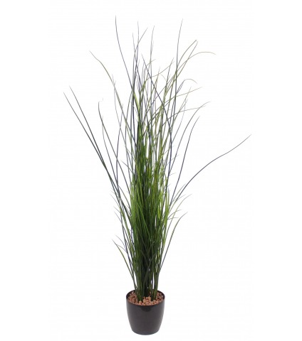 Fausse herbe de rivière