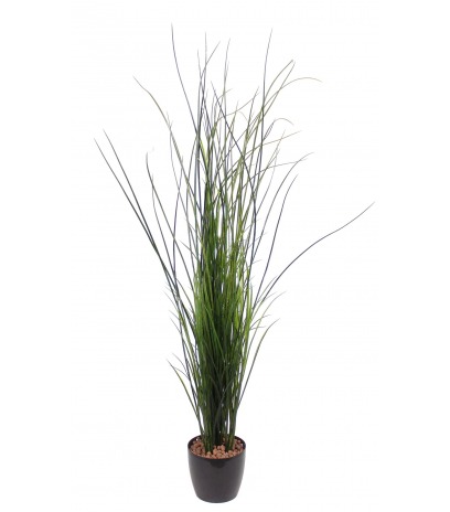 Fausse herbe de rivière