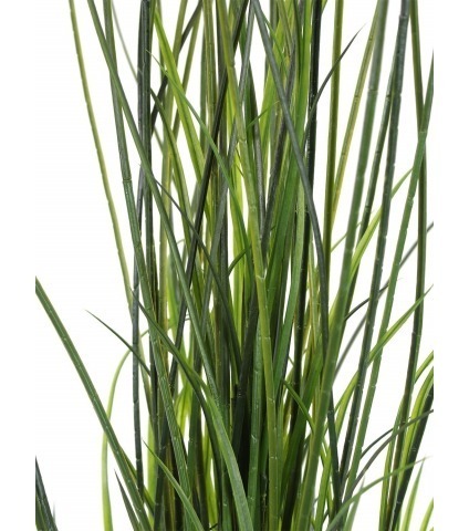 Fausse herbe de rivière