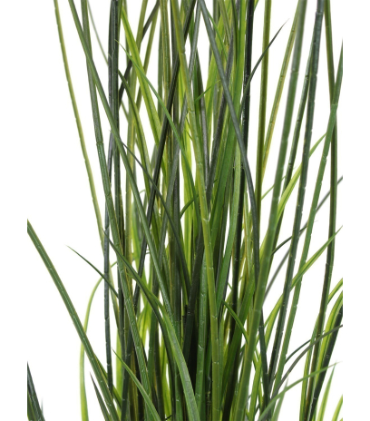 Fausse herbe de rivière
