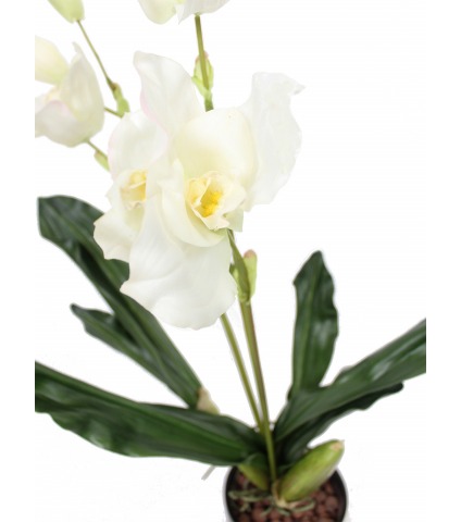 Orchidée artificielle lycaste