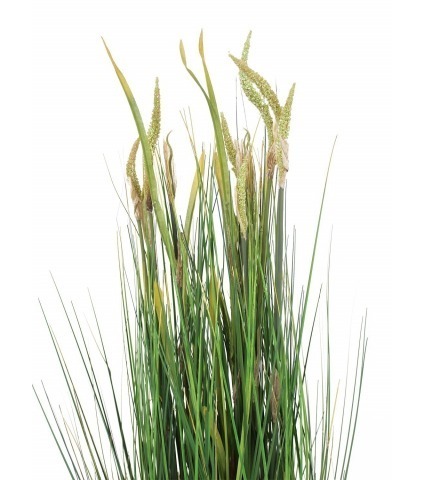 Zannichellie des marais