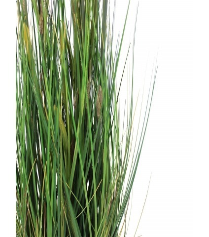 Zannichellie des marais