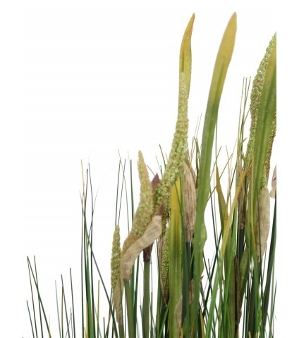 Zannichellie des marais