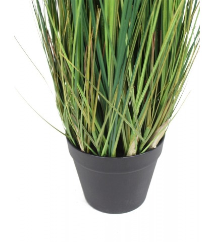 Zannichellie des marais