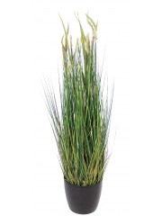 Zannichellie des marais