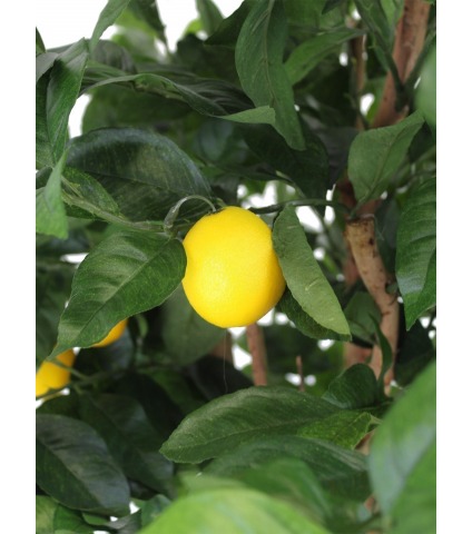 Citronnier artificiel