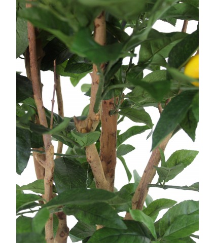 Citronnier artificiel