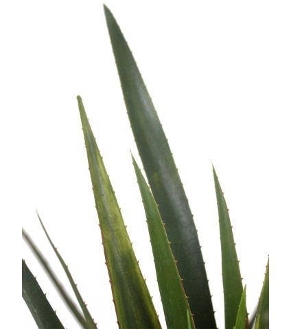 Aloe ferox artificiel