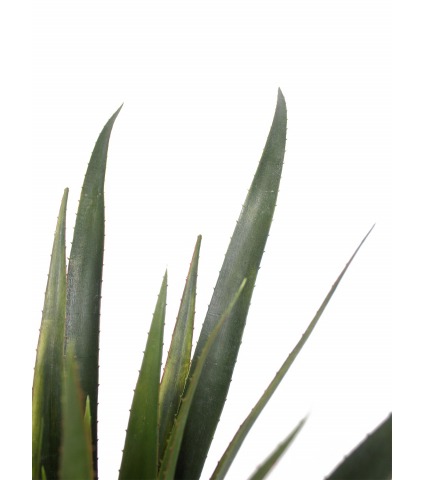 Aloe ferox artificiel