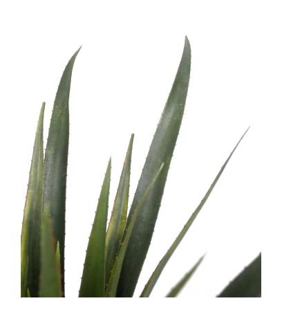 Aloe ferox artificiel