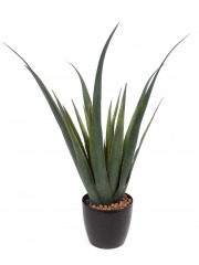 Aloe ferox artificiel