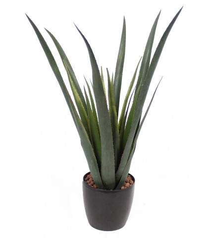 Aloe ferox artificiel