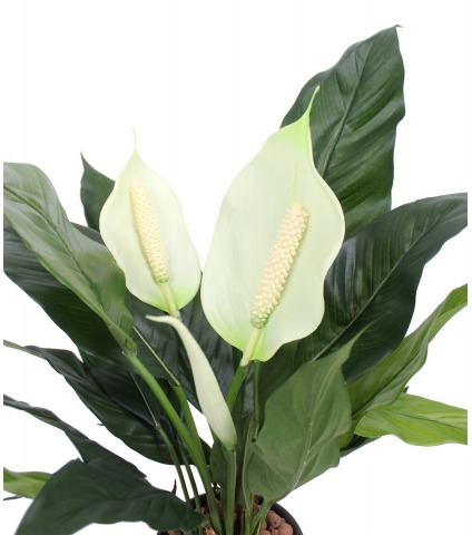 Spathiphyllum artificiel