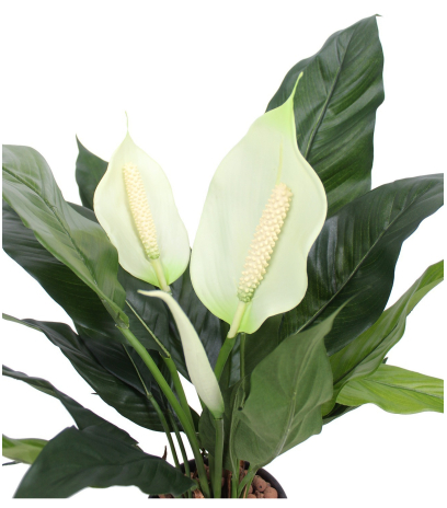 Spathiphyllum artificiel