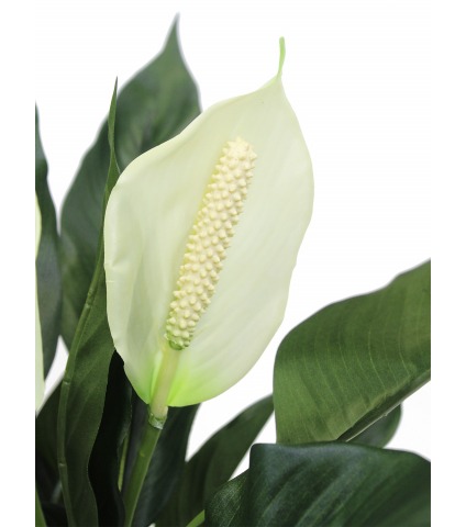 Spathiphyllum artificiel