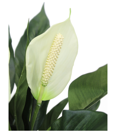 Spathiphyllum artificiel