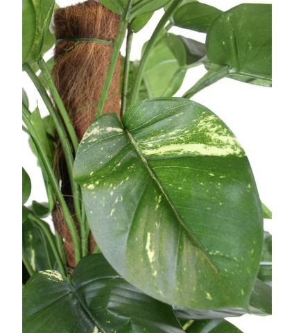 Scindapsus artificiel